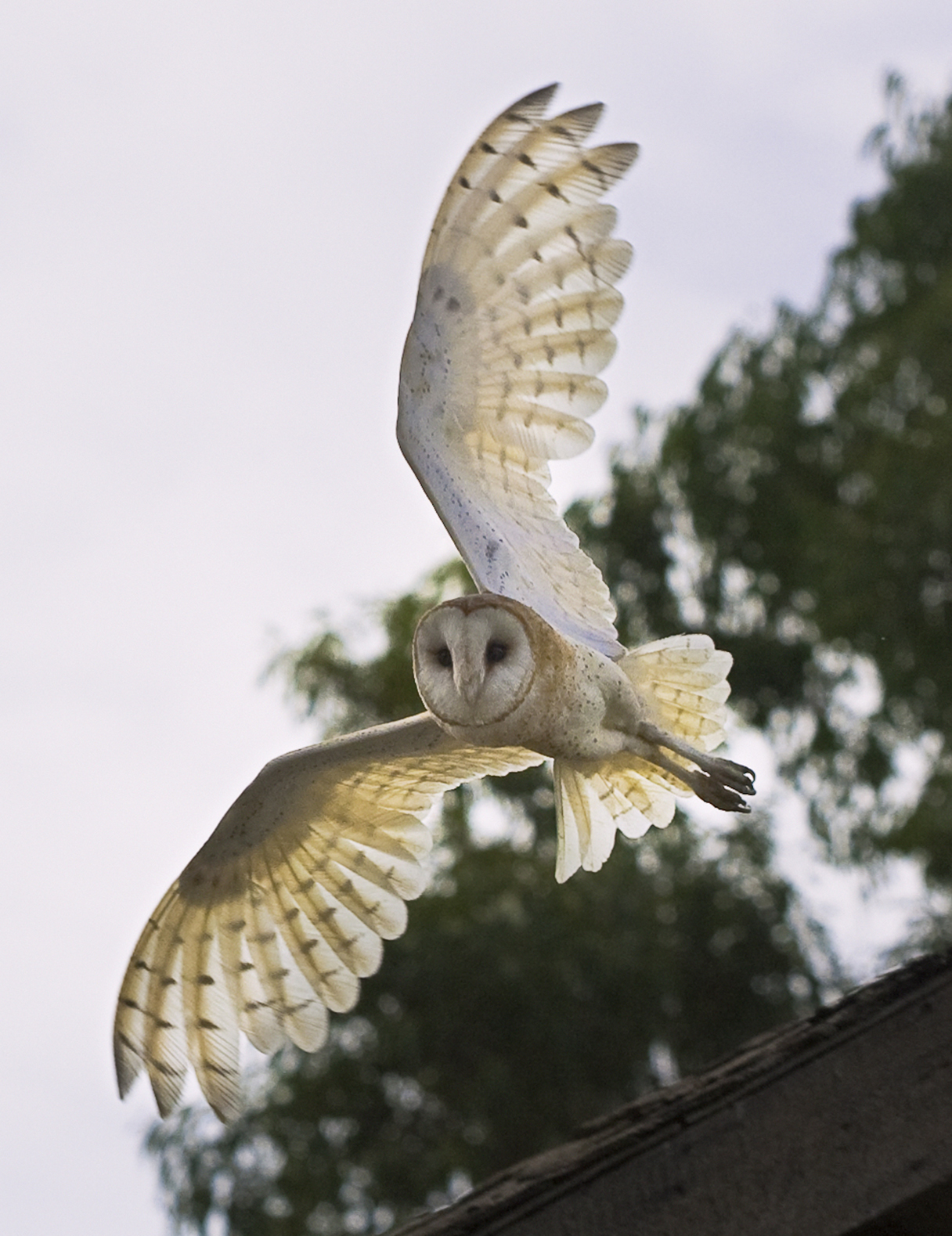 Barn owl in flight, wings fully spread, looking directly at the camera